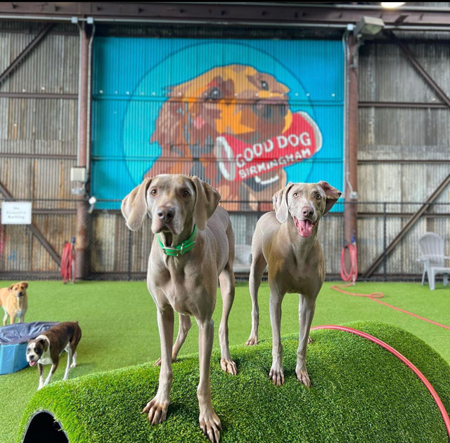 8 Best Dog Parks Birmingham AL